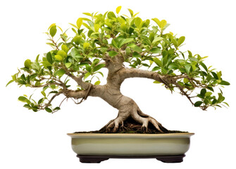 Wall Mural - PNG Bonsai plant tree houseplant.