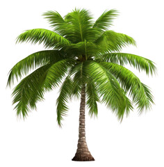 Wall Mural - PNG Tree coconut plant white background.