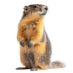 Yellow-Bellied Marmot Standing Alert on White Background