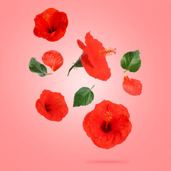 Poster - Red hibiscus flowers and green leaves in air on pink background