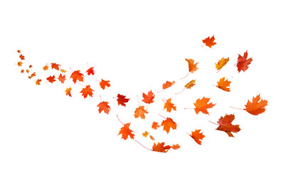 Wall Mural - autumn leaves swirl in the wind. fall leaves cutouts