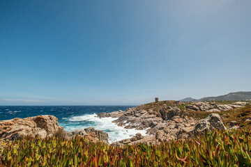 Wall Mural - Rough seas crash against the rocks below the ancient Genoese tower at Punta Spano on the coast of the Balagne region of the Mediterranean island of Corsica with a bed of sea figs in the foreground