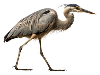 Wall Mural - PNG Heron animal bird beak.