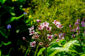 Wall Mural - Bees visiting a flowering Rush (Butomus umbellatus)
