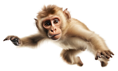 Sticker - PNG Wildlife monkey mammal animal.