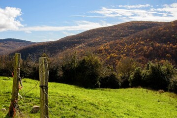 Wall Mural - Scenic view of a green field with a wooden fence and a forested hill in the background