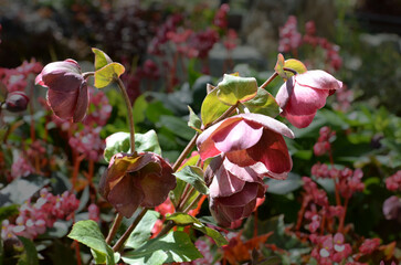 Los Angeles California America May 18, 2023 The Getty Museum is the largest art museum in California blooming hellebore in the museum garden