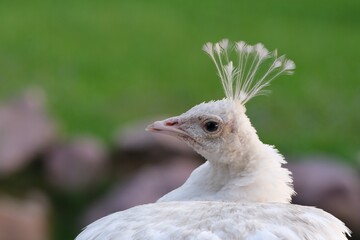 Wall Mural - head with a crest of a white peacock on a green background