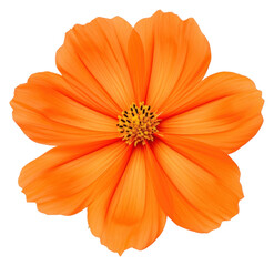 Sticker - PNG Flower cosmos petal plant.