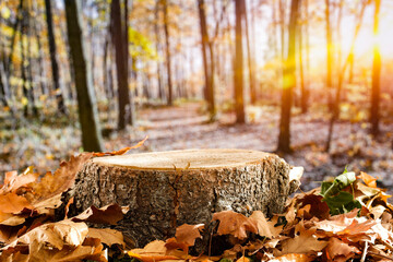 Wall Mural - autumn leaves on the ground with wooden tree trunk table and forest trees background. copy space for