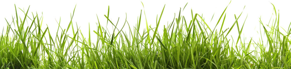 close-up of green grass