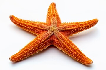 Wall Mural - A vibrant orange starfish with five delicate arms and tiny tube feet stands out against a crisp white background in exquisite isolated detail.