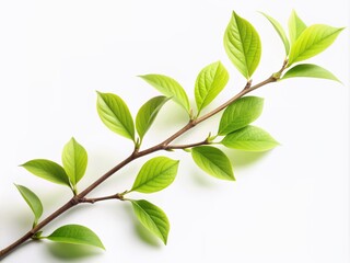 Wall Mural - A delicate branch with lush green leaves sprouts from a subtle stem, isolated against a pristine white background, evoking a sense of serenity and nature's beauty.