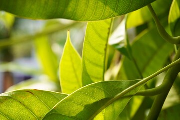 Beautiful green fresh mango tree leaf texture isolated on horizontal bright sunny day time outdoor environment background.