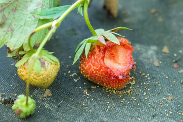 Poster - Fresh red strawberry with hole after a wasp has eaten it, close up. Insects spoil the harvest of strawberries, concept of gardening problems, damage for agriculture