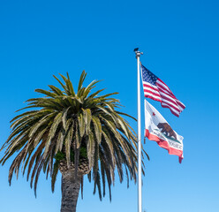 Wall Mural - California and American flag near the huge palm tree