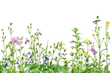 Canvas Print - PNG Colorful wildflowers on white background