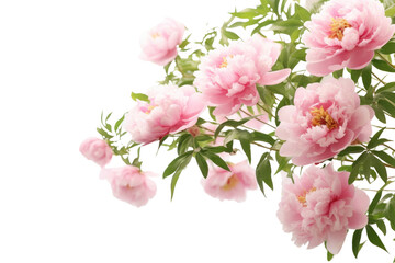 Sticker - PNG Delicate pink peony blossoms