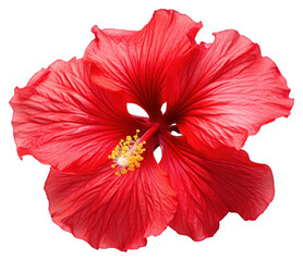 Wall Mural - Vibrant red hibiscus flower