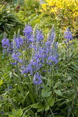 Wall Mural - Camassia leichtlinii Caerulea flower in a garden