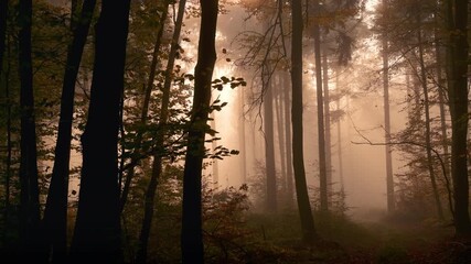 Wall Mural - Sunrays of autumn create a moody, mysterious and dramatic scenery in a misty forest, with the tree trunks as silhouettes and the light falling through the fog