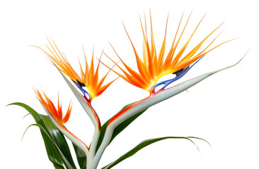 Poster - PNG Tropical plants tropics flower inflorescence.