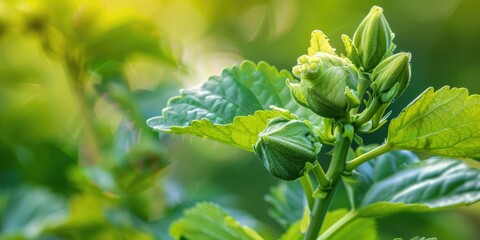 Canvas Print - Hibiscus Malvaceae green bud and foliage in spring garden close up macro shot with soft focus