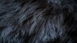 © Wild Dream - Closeup of black animal fur texture background showing detailed and soft fluffy hair surface for natural pattern design
