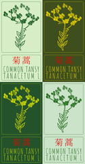 Wall Mural - Set of drawing COMMON TANSY in Chinese in various colors. Hand drawn illustration. Latin name is TANACETUM L.