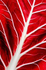 Wall Mural - Macro shot of the texture of a radicchio leaf highlighting the deep red surface with white veins 