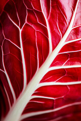 Wall Mural - Macro shot of the texture of a radicchio leaf highlighting the deep red surface with white veins 