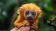 © FryArt - Tiny golden monkey held by a person in a lush green forest during the day