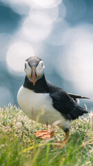 Wall Mural - puffin bird against the sea