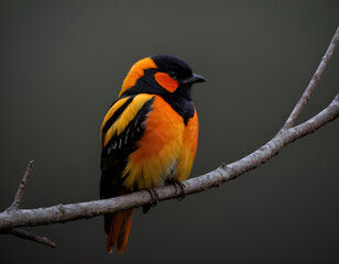 Poster - red headed woodpecker, red backed shrike, red and yellow macaw