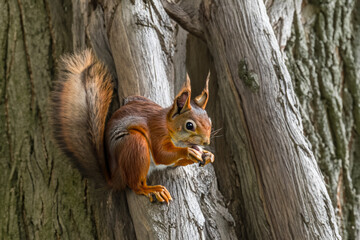 Wall Mural - Squirrel in the forest with trees in nature. Mammal rodent fluffy concept. Brown squirrel with a nut on a tree. Squirrel with a brown nut on a tree in lifestyle nature.