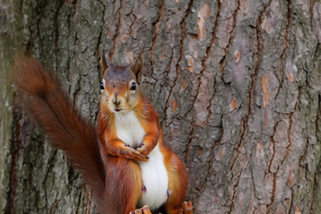 Wall Mural - Squirrel in the forest with trees in nature. Mammal rodent fluffy concept. Brown squirrel with a nut on a tree. Squirrel with a brown nut on a tree lifestyle in nature.