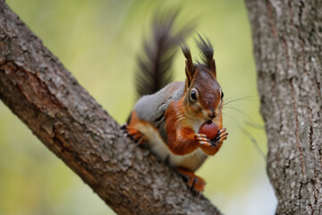 Wall Mural - Squirrel in the forest with trees in nature. Mammal rodent fluffy concept. Brown squirrel with a nut on a tree. Squirrel with a brown nut on a lifestyle tree in nature.