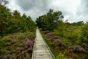 Ein herrliche Wanderung durch die einzigartige und farbenfrohe Landschaft der Osterheide - Bispingen - Niedersachsen - Deutschland