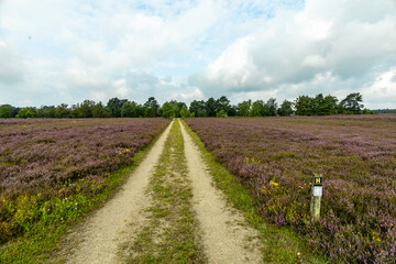 Ein herrliche Wanderung durch die einzigartige und farbenfrohe Landschaft der Osterheide - Bispingen - Niedersachsen - Deutschland