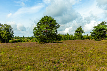 Ein herrliche Wanderung durch die einzigartige und farbenfrohe Landschaft der Osterheide - Bispingen - Niedersachsen - Deutschland