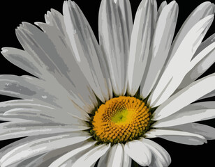 Wall Mural - White Daisy Flower Bloom Painting