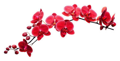 Sticker - PNG Red orchid blossom flower plant.