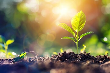 Canvas Print - Fresh Green Seedling Growing From Rich Soil Under Bright Sunlight in a Lush Garden During Springtime