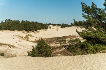 Sticker - Serene landscape of sand dunes with green pine trees under a clear blue sky in Poland