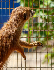 Poster - Portrait of a meerkat at the zoo