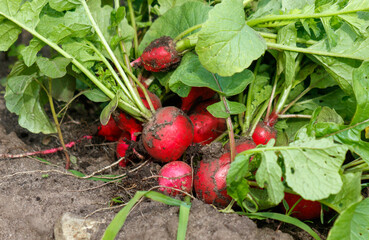 Poster - Red radish harvest on the ground