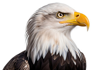 Wall Mural - png animal eagle beak bird.
