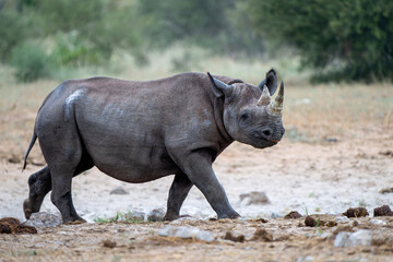 Sticker - Black rhino, black rhinoceros or hook-lipped rhinoceros (Diceros bicornis) hanging around close to a waterhole just before dark in Etosha National Park in Namibia