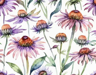 Wall Mural -  Flower echinacea on isolated white background. Wildflowers Watercolor botanical illustration. Violet floral design
