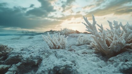 Poster - Coral formations grow on rocky terrain as the sun sets, casting warm light over the landscape in a picturesque coastal setting.